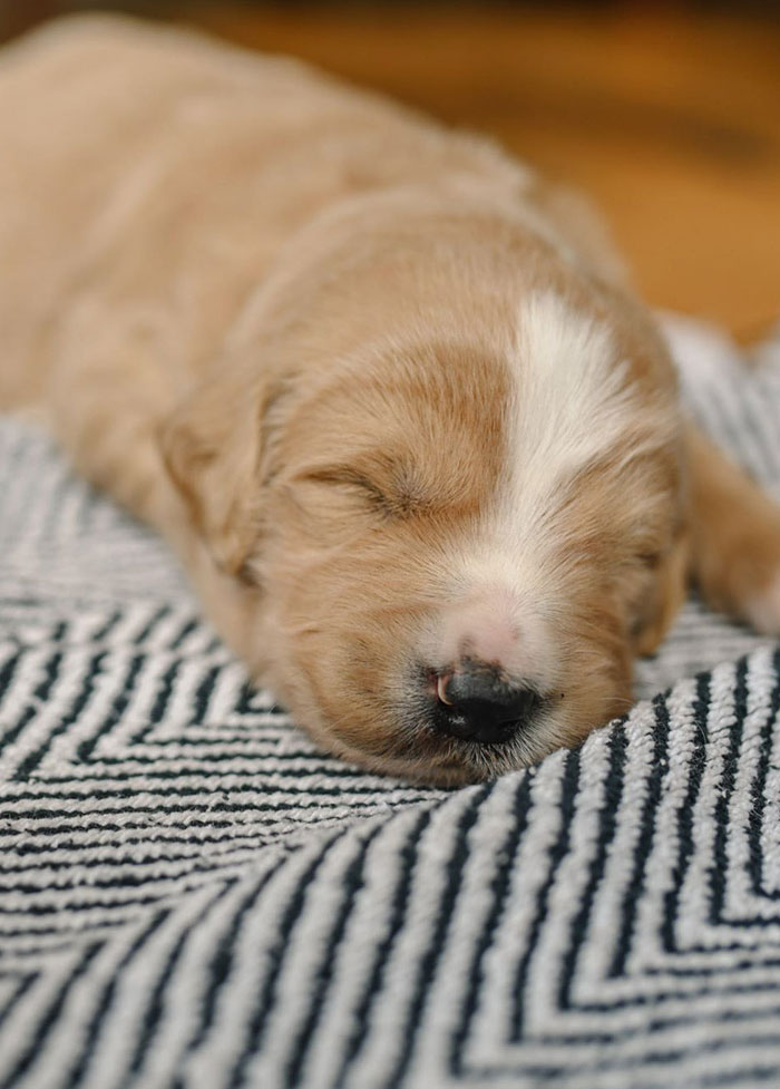 wnc goldendoodles puppies breeders