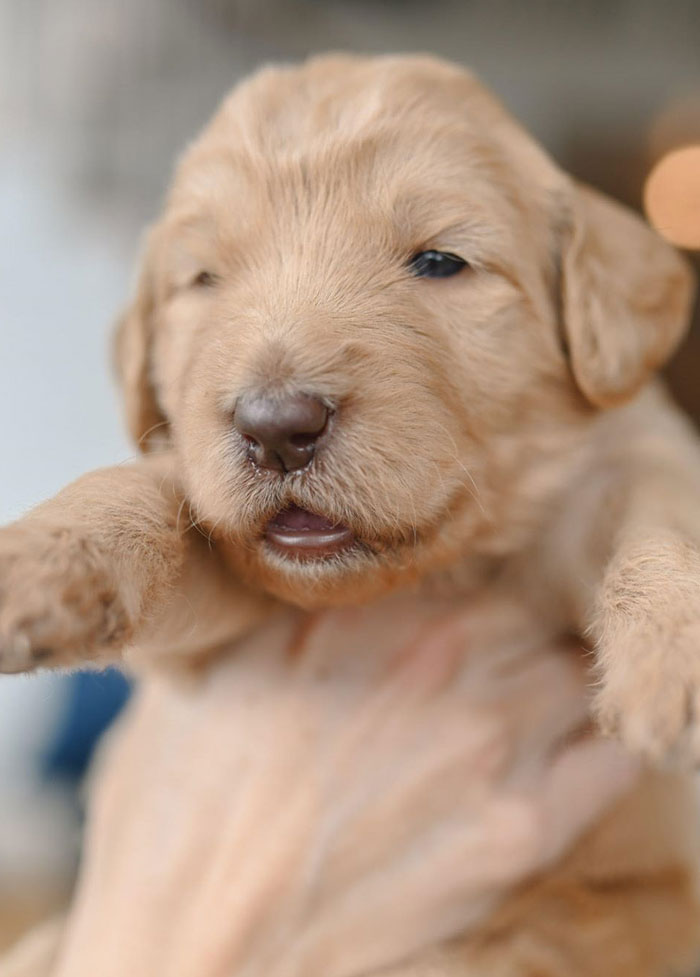 wnc goldendoodles puppies breeders