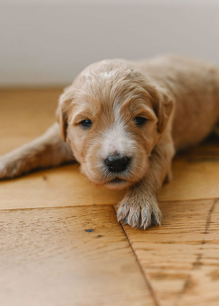 wnc goldendoodles puppies breeders