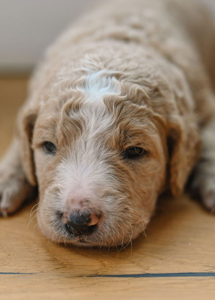 wnc goldendoodles puppies breeders