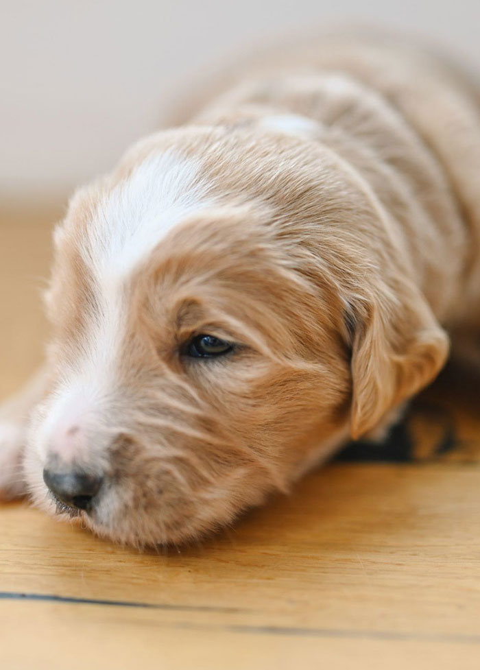 wnc goldendoodles puppies breeders