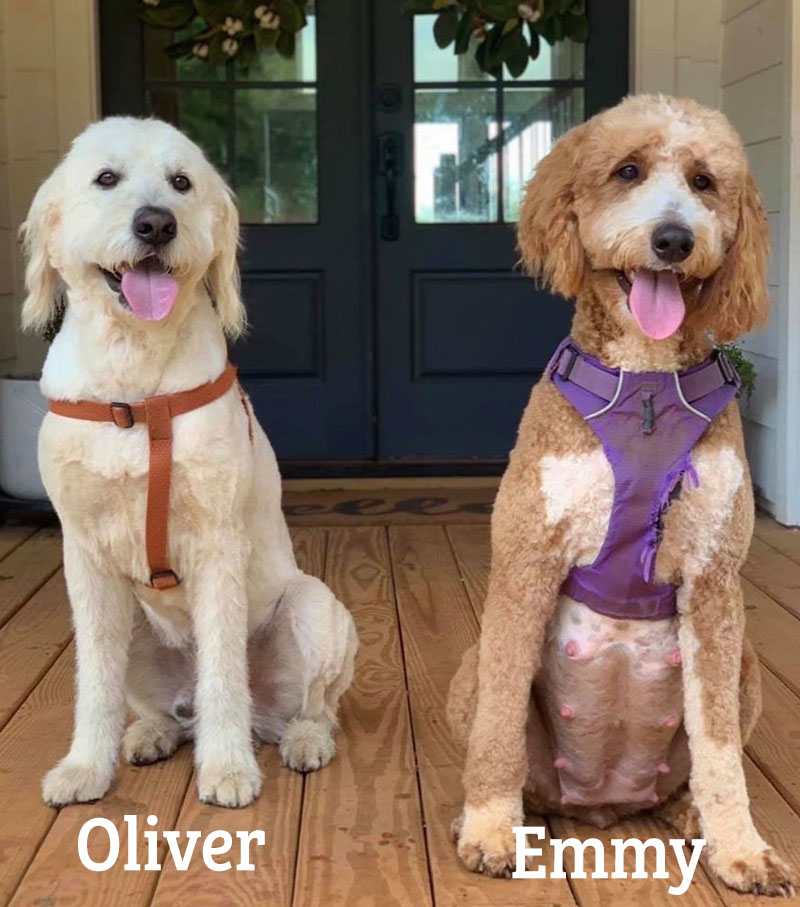 Emma and Oliver goldendoodles parents